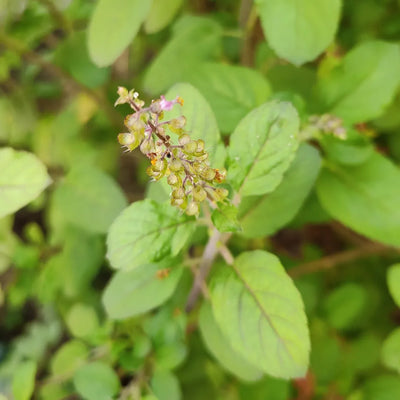 Tulsi