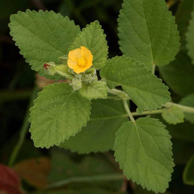 Bala (Sida cordifolia)
